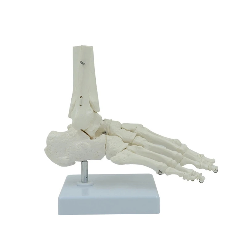 גמיש 1:1 רגל אדם הקרסול מודל האנטומיה של האדם הרגל שלד מודל מדעי החיים. גודל w/ תצוגת בסיס Docto